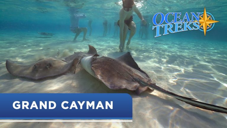 Download the Ocean Treks Jeff Corwin series from Mediafire