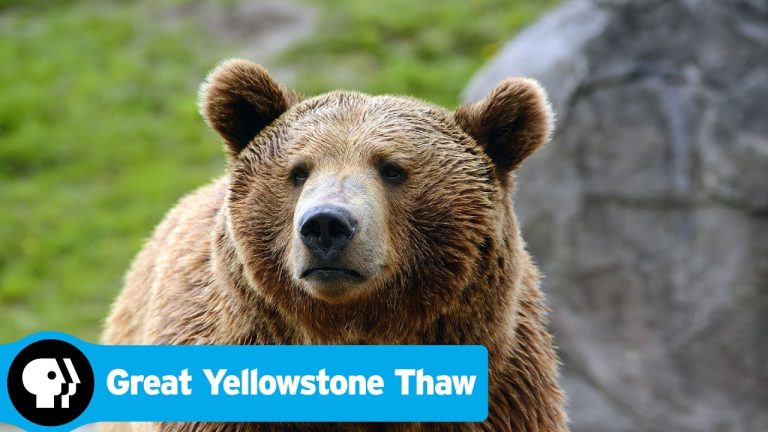 Download Great Yellowstone Thaw TV Show