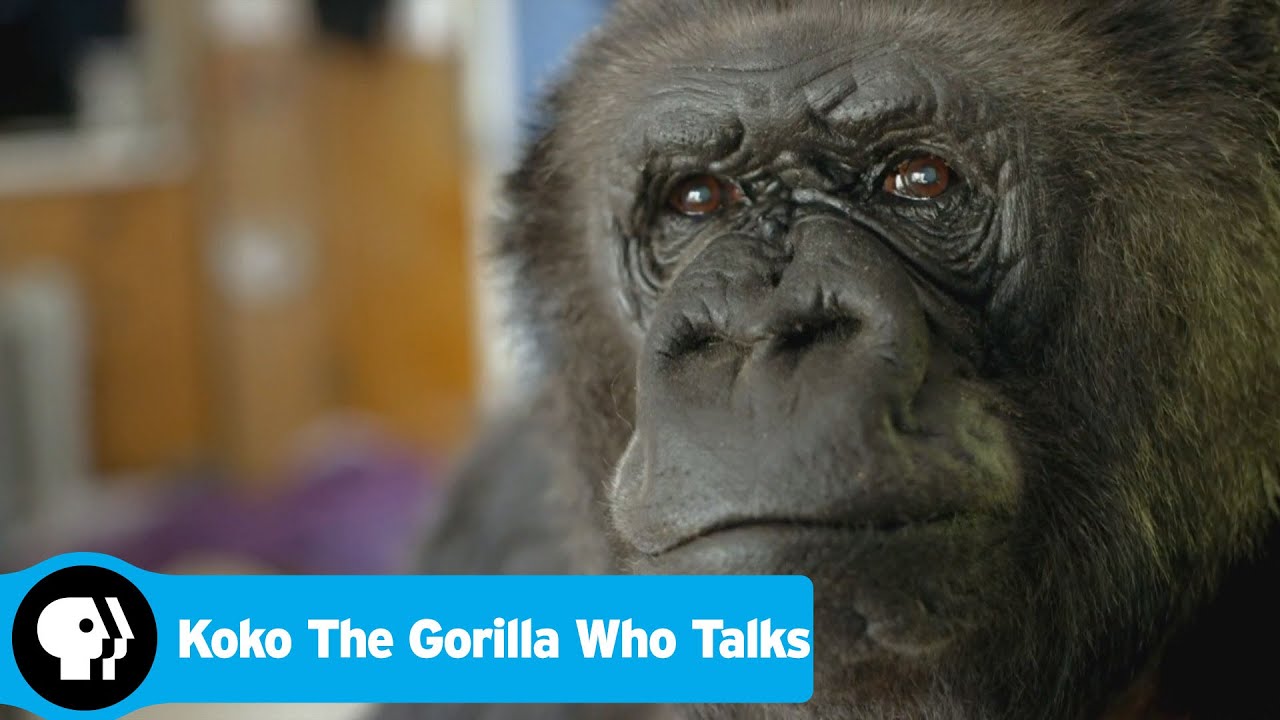 Download Koko: The Gorilla Who Talks Movie