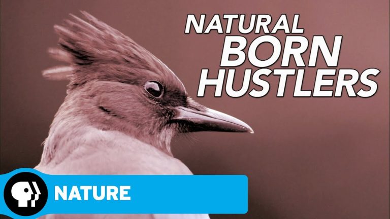 Download NATURE: Natural Born Hustlers TV Show