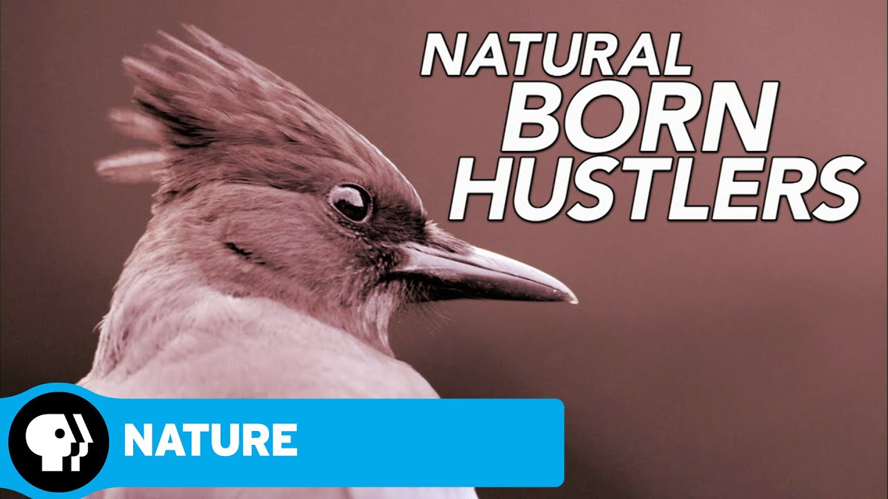 Download NATURE: Natural Born Hustlers TV Show