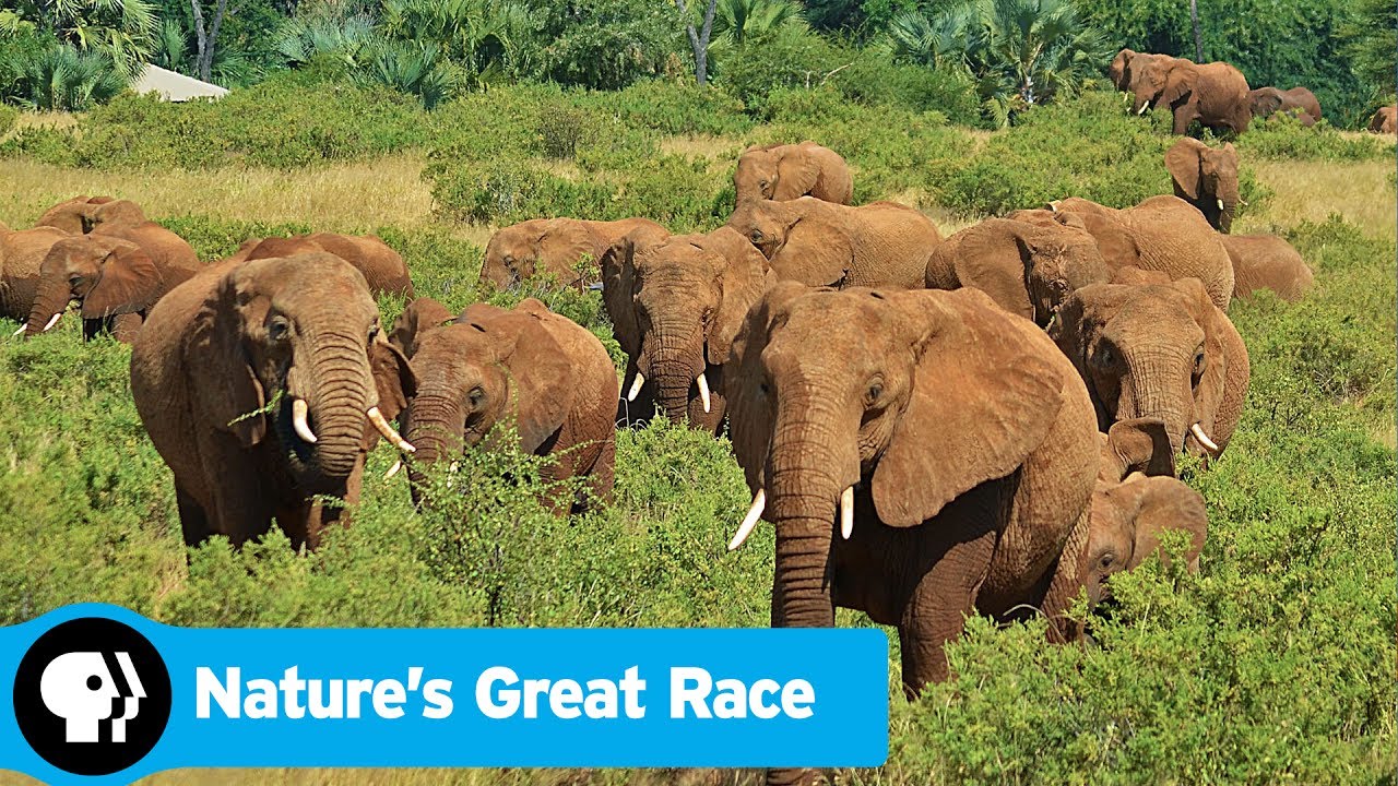 Download Nature's Great Race TV Show