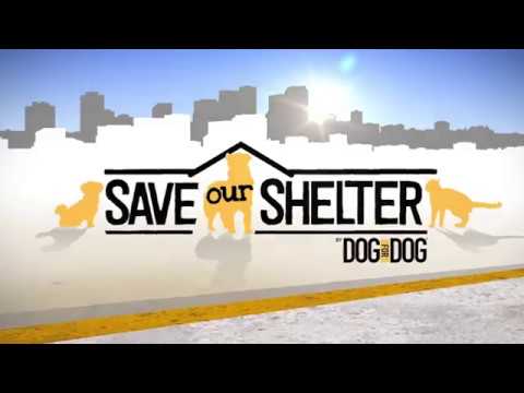 Download Save Our Shelter TV Show