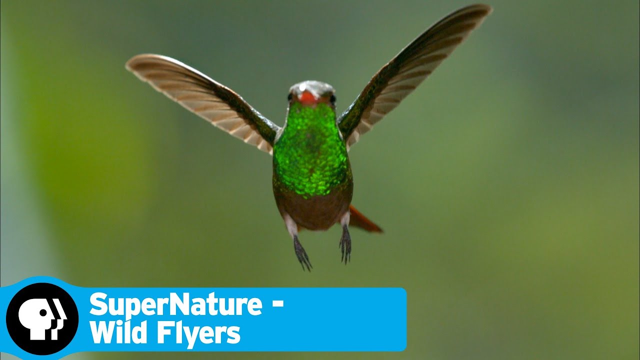 Download SuperNature: Wild Flyers TV Show