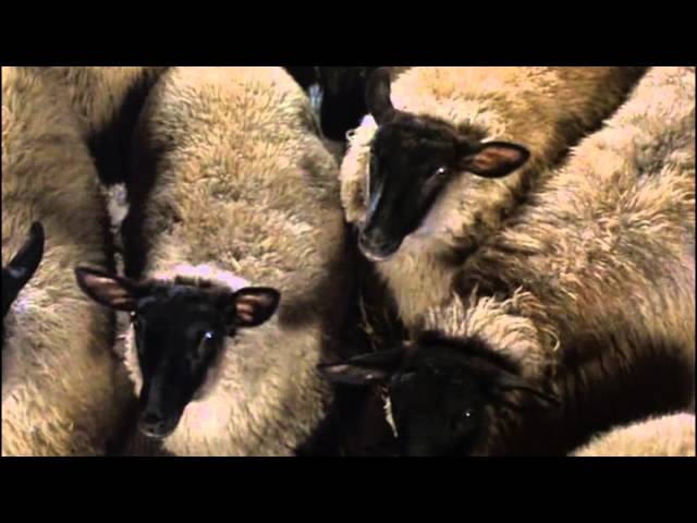 Download the Animal Farm 1999 Cast movie from Mediafire