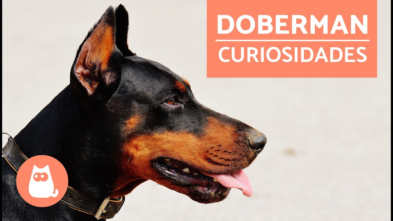 Download the Doberman Pinscher movie from Mediafire