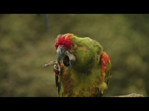 Download the Parrot Confidential Documentary movie from Mediafire