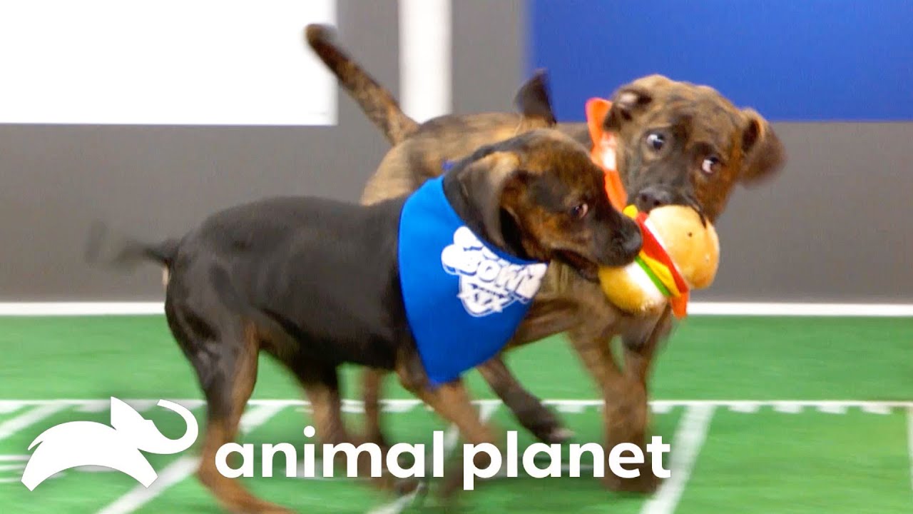 Download the Puppy Bowl Network series from Mediafire