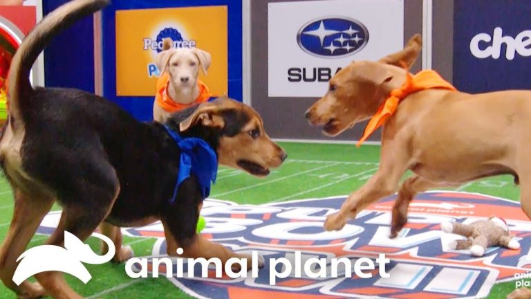 Download the What Channel Is The Puppy Bowl On Today series from Mediafire