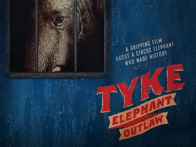 Download Tyke Elephant Outlaw Movie