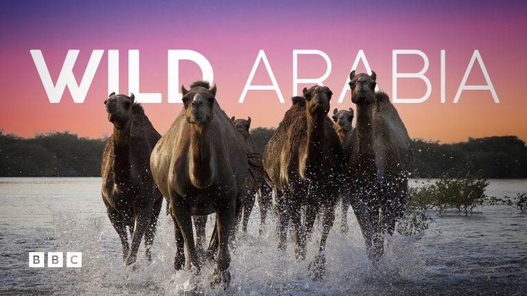 Download Wild Arabia TV Show