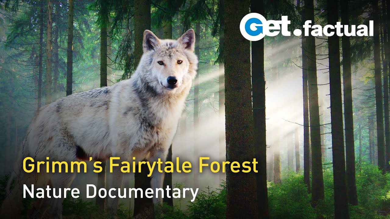 Forest Fairytales: Wild World