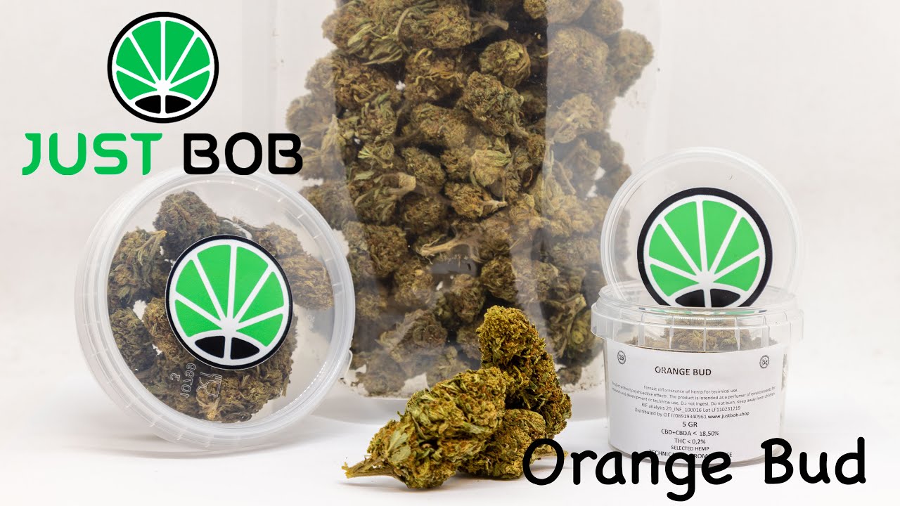 Orange Bud : Lâchez du Zeste avec Téléchargement Mediafire