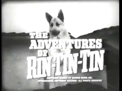 Baixar a série Rin Tin Tin Tin pelo Mediafire