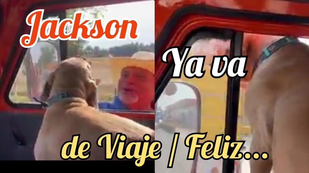 Cuántos años vive un impala