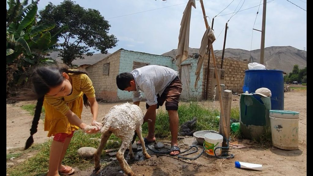 como banar a las ovejas Cómo bañar a las ovejas