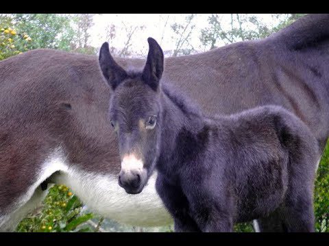 como se llama el hijo de un caba Cómo se llama el hijo de un caballo y una burra