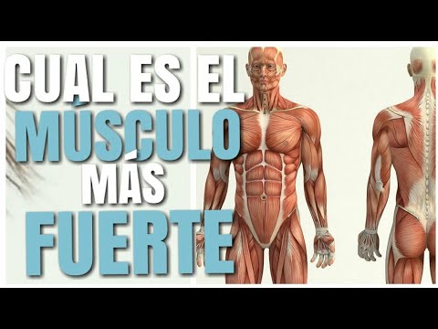 cual es el musculo mas grande de Cuál es el músculo más pequeño del cuerpo humano