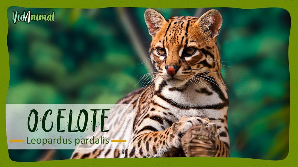 Qué pasaría si se extingue el ocelote