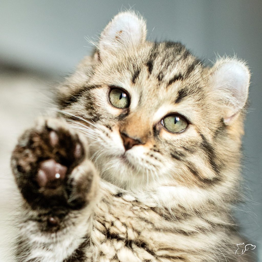 Quién es más rápido el ratón o el gato