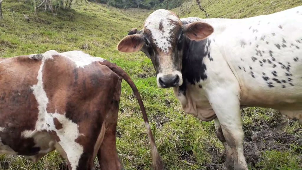 Cómo hace el amor una vaca