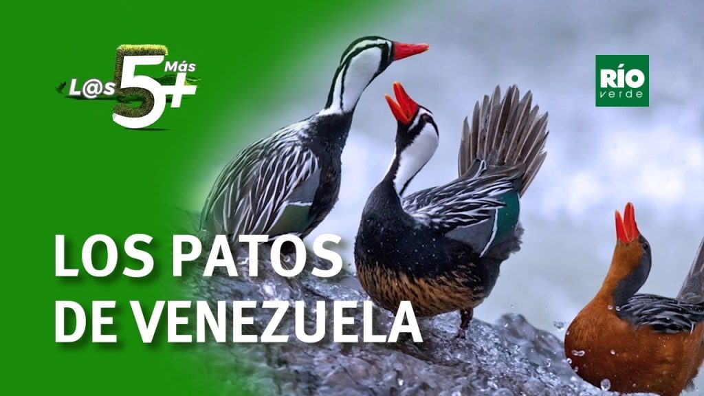 Cómo se dice pato en Venezuela