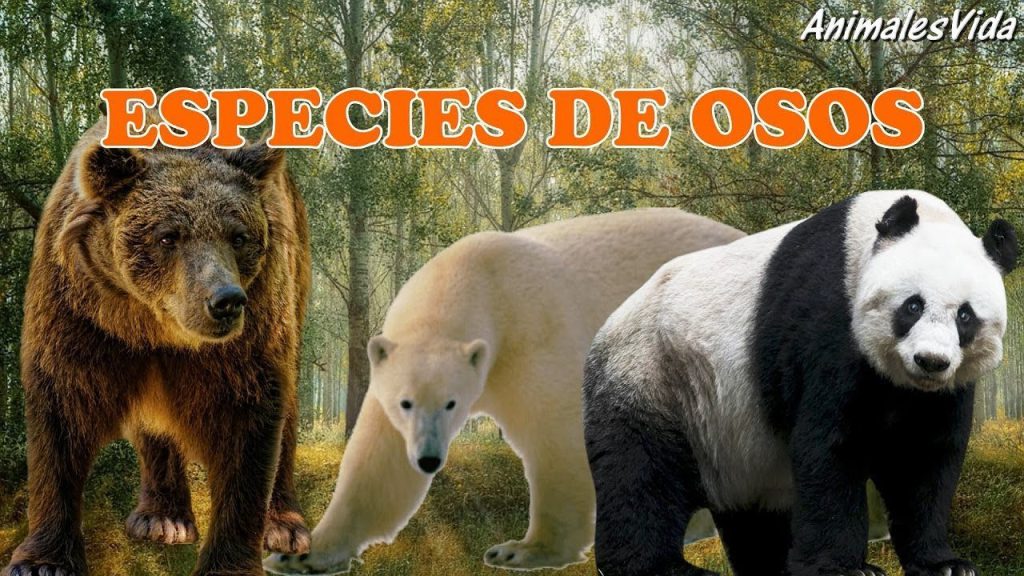 que tipo de oso es koda Qué tipo de oso es Koda