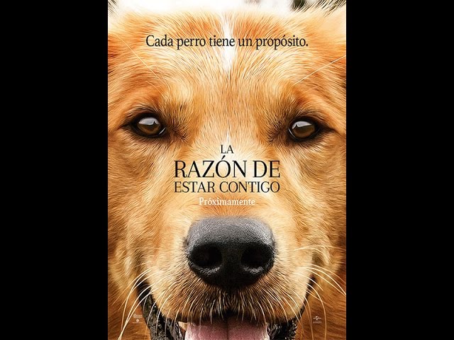 Descargar la película Perder La Razon en Mediafire