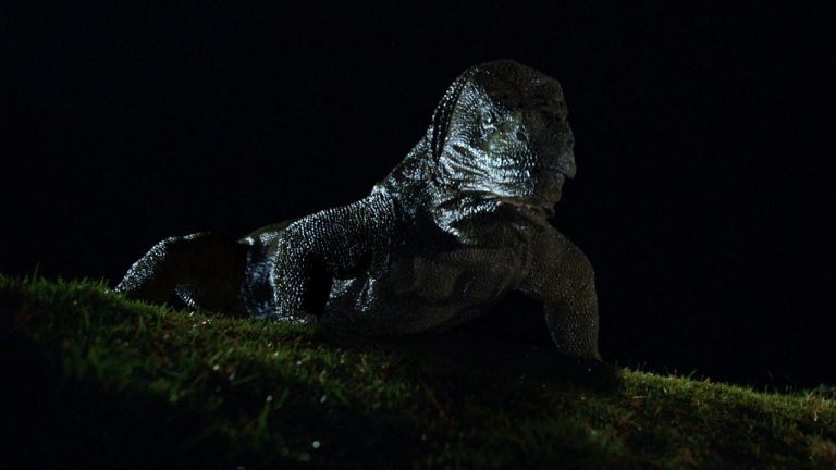 Download the Curse Of The Komodo Cast movie from Mediafire