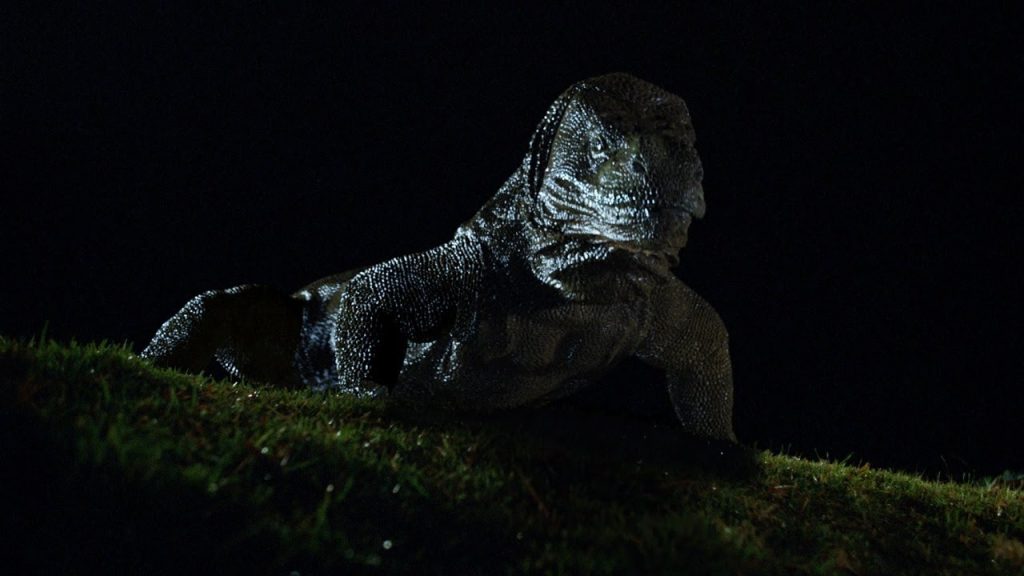 Download the Curse Of The Komodo Cast movie from Mediafire Download the Curse Of The Komodo Cast movie from Mediafire