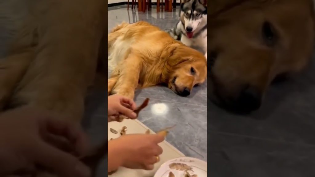 Download the My Dog The Thief movie from Mediafire Download the My Dog The Thief movie from Mediafire