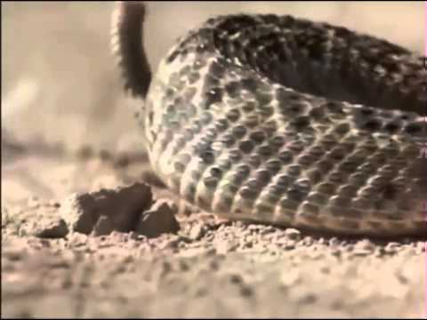 Download the The Hole Movies 2003 movie from Mediafire Download the The Hole Movies 2003 movie from Mediafire