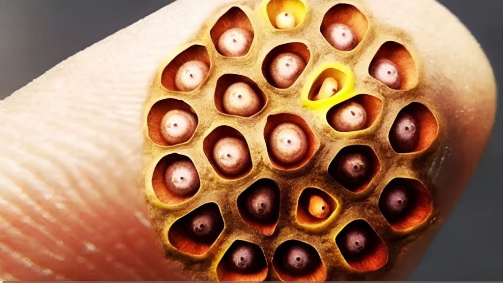 Download the Maine Cabin Masters Season 8 Not On Discovery Plus series from Mediafire Download the Maine Cabin Masters Season 8 Not On Discovery Plus series from Mediafire