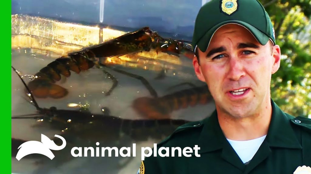 Download the North Woods Law series from Mediafire Download the North Woods Law series from Mediafire