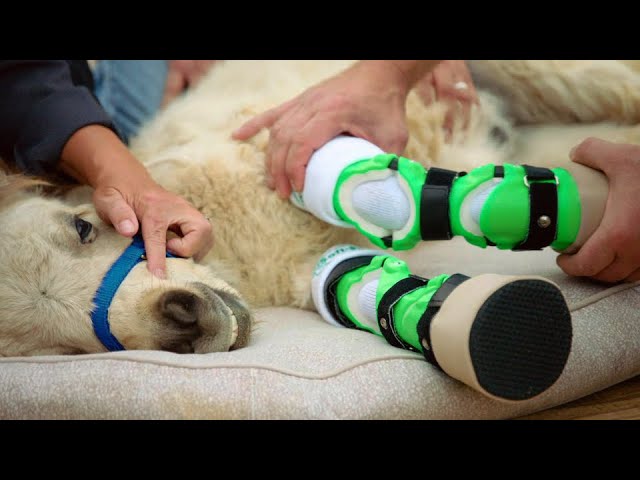 Download the Wizard Of Paws series from Mediafire