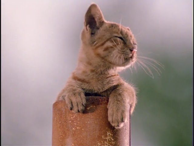 Download the Milo And Otis Director movie from Mediafire Download the Milo And Otis Director movie from Mediafire