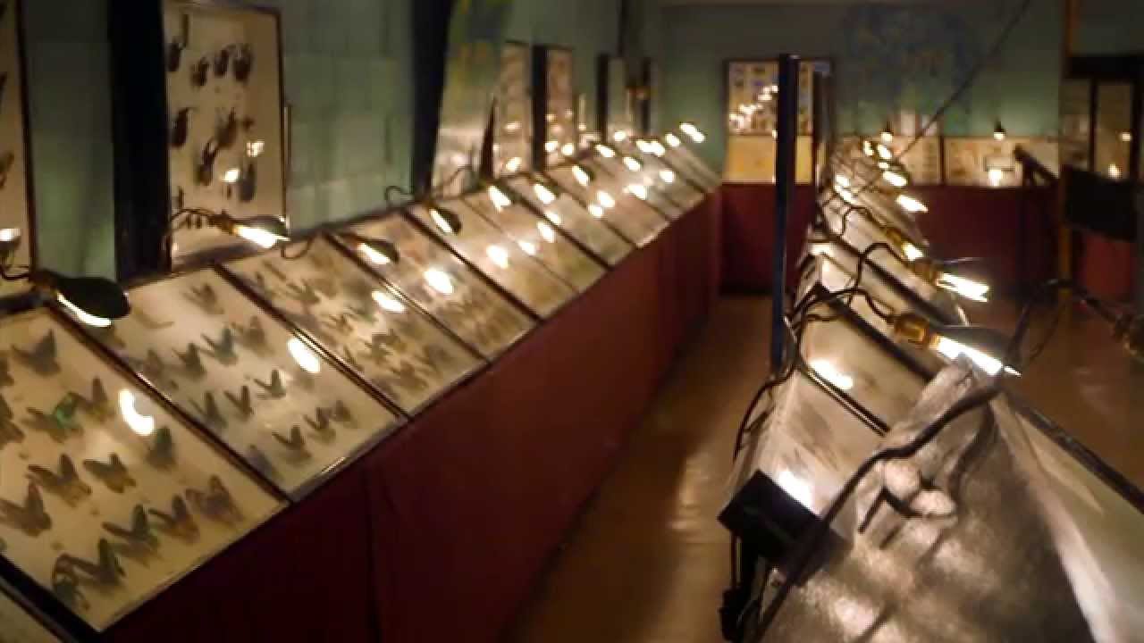 Download the Strange Inheritance Show series from Mediafire Download the Strange Inheritance Show series from Mediafire