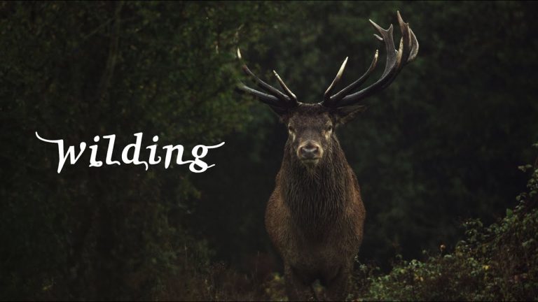 Download Wildling Movie