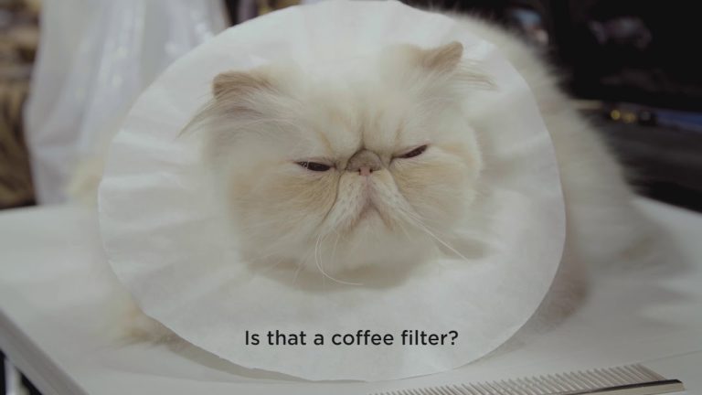 Download Catwalk: Tales from the Cat Show Circuit Movie 1 Download Catwalk: Tales from the Cat Show Circuit Movie