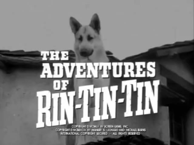 Download the Rin Tin Tin Tv Show Cast movie from Mediafire